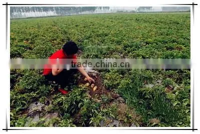 potato harvester/tractor potato harvester/small potato harvester