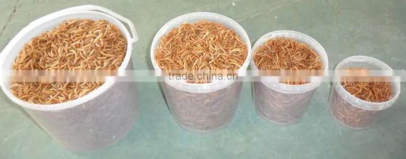 Canned Freeze Drying Mealworms