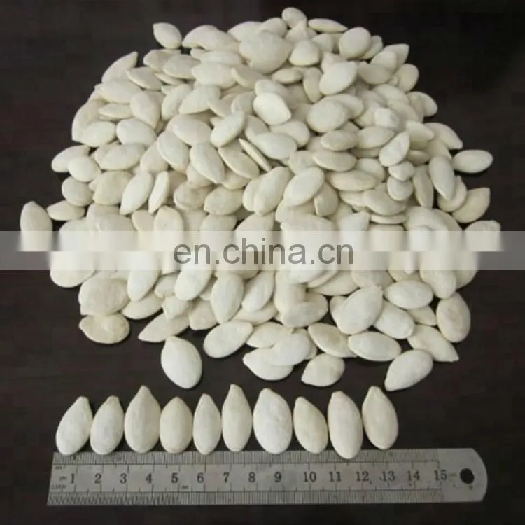 Argentina sunflower high oil seeds