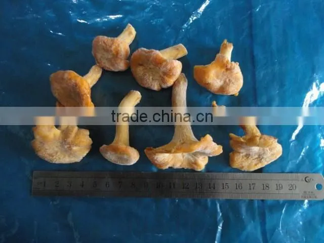 frozen style Chinese Chantarelle mushroom