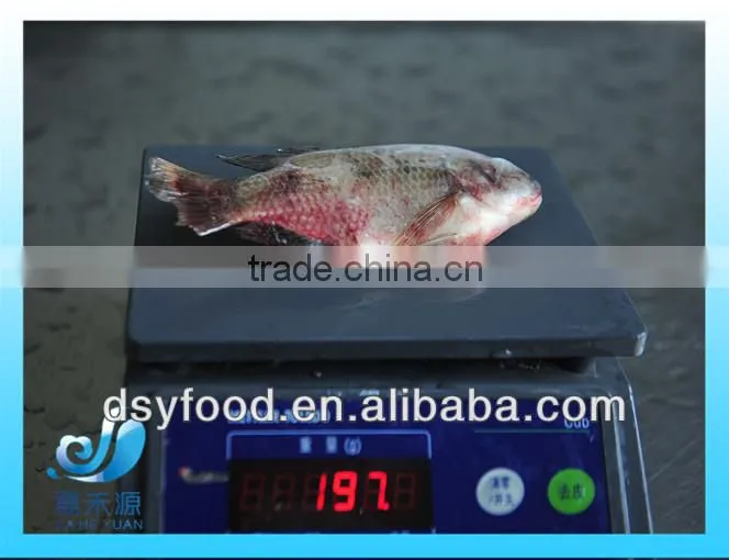 WR Frozen Black Tilapia