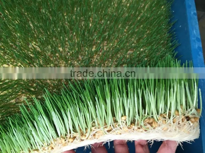China hot selling Automatic Barley Sprouting machine