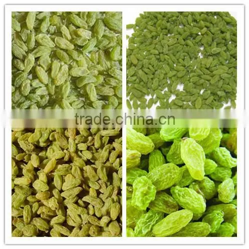 China hot sale AD sweet Dried green Raisins for sale