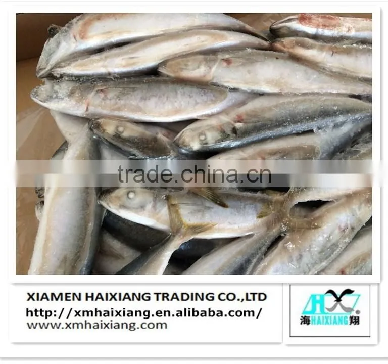 New arrival frozen sardines for bait