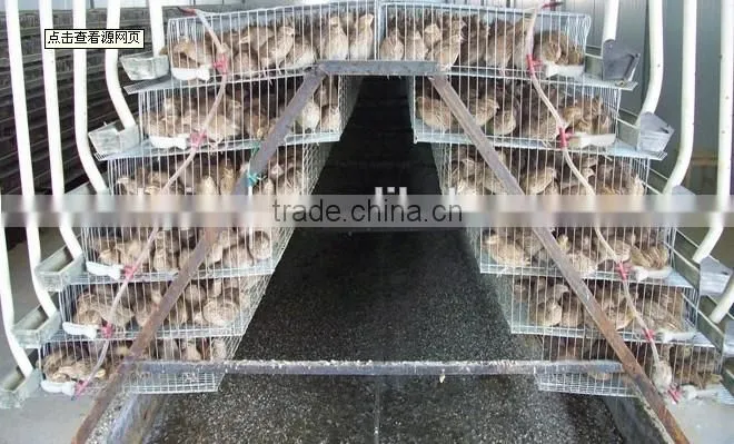 Promotion Layer Quail Cages For Sale Cheap