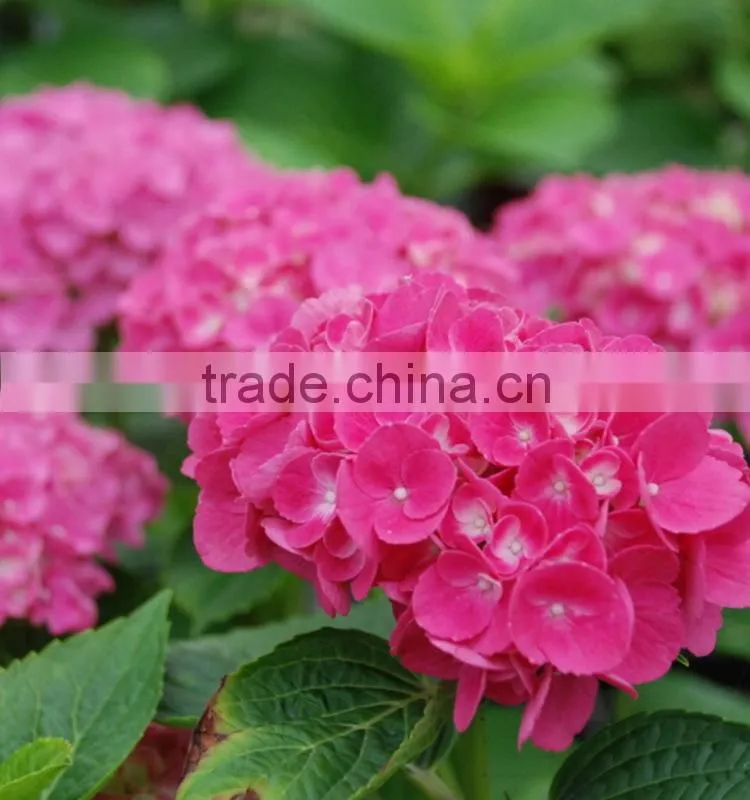Super quality hot sell classical orange brown hydrangea