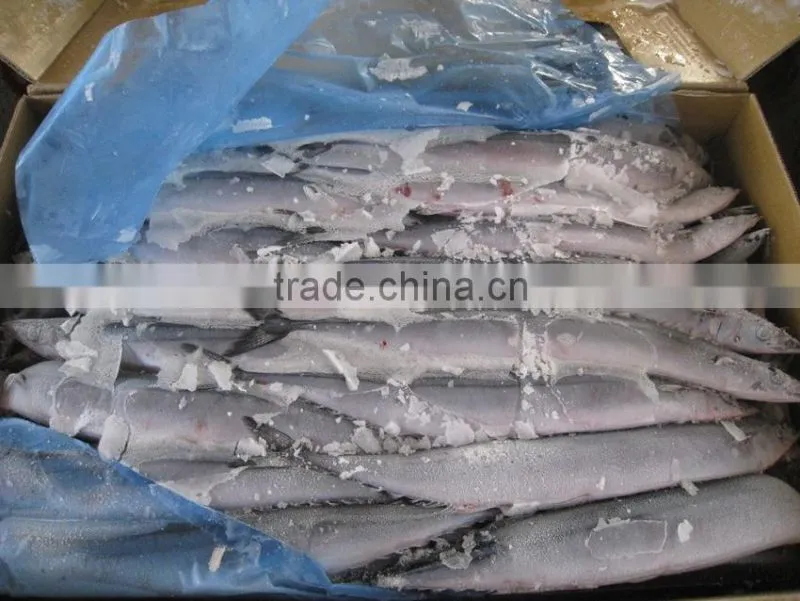 seafrozen pacific saury wr