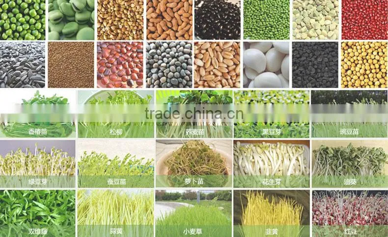 Hot Sale Automatic bean sprout growing machine, Bean Sprouting Machine,Bean Sprout Machine Price