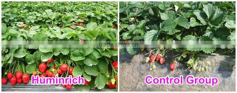 Huminrich 100% Water Soluble Potassium Humate Fertilizantes Para El Melon