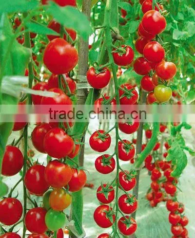 820g Canned Whole Peeled Tomatoes