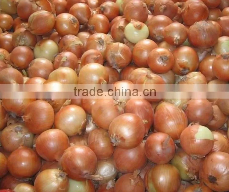 Yellow onions wholesale prices for sale