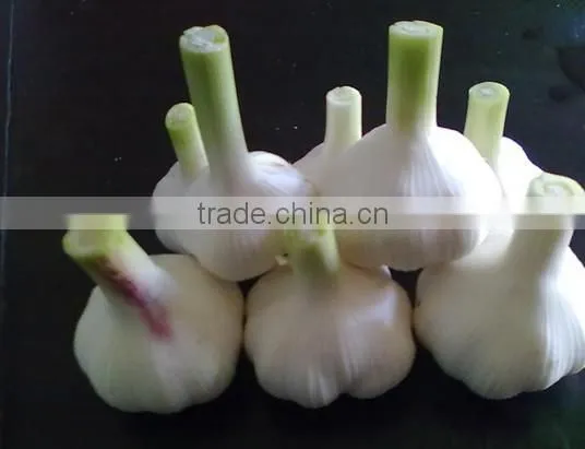 Natural Chinese Fresh white garlic wholesales