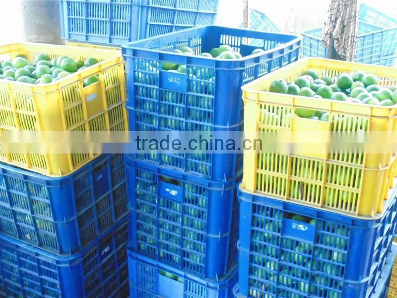 fresh lime VIET NAM 2015