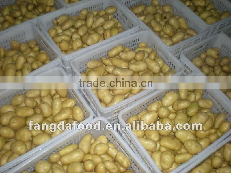 NEW CROP OF HOLLAND FRESH POTATO