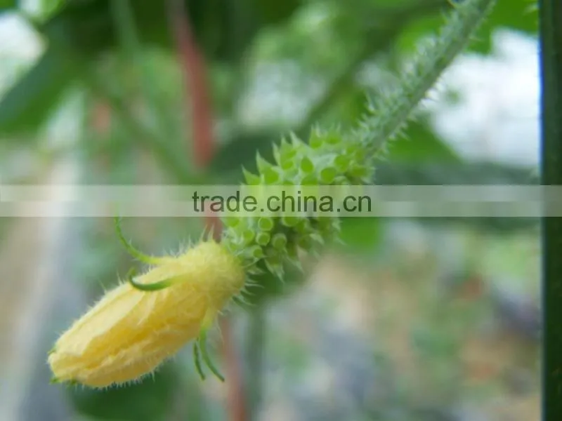Hedged gourd Melano Kewana Cucumis metuliferus Seeds