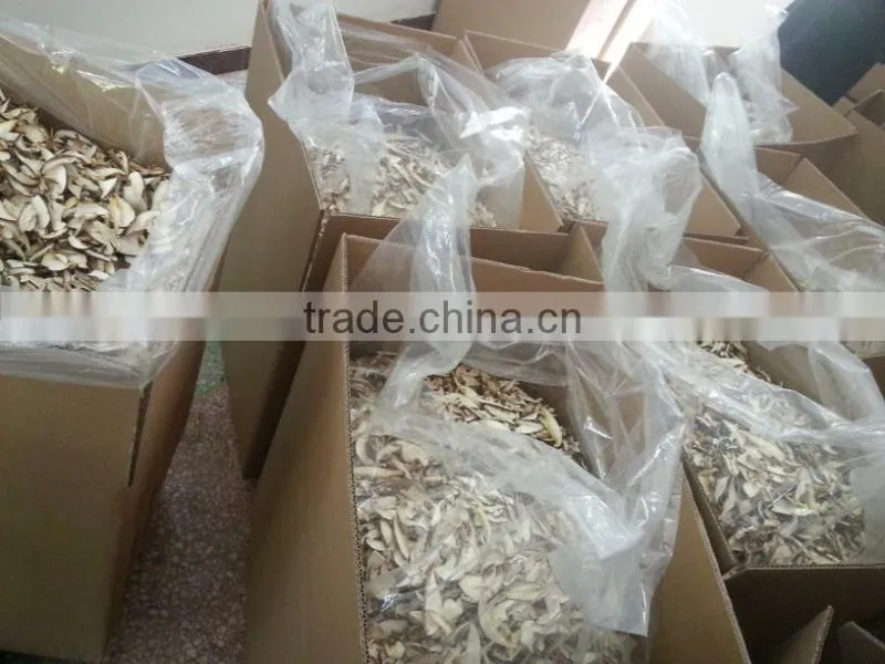 Shiitake mushroom cultivation lentinus edodes