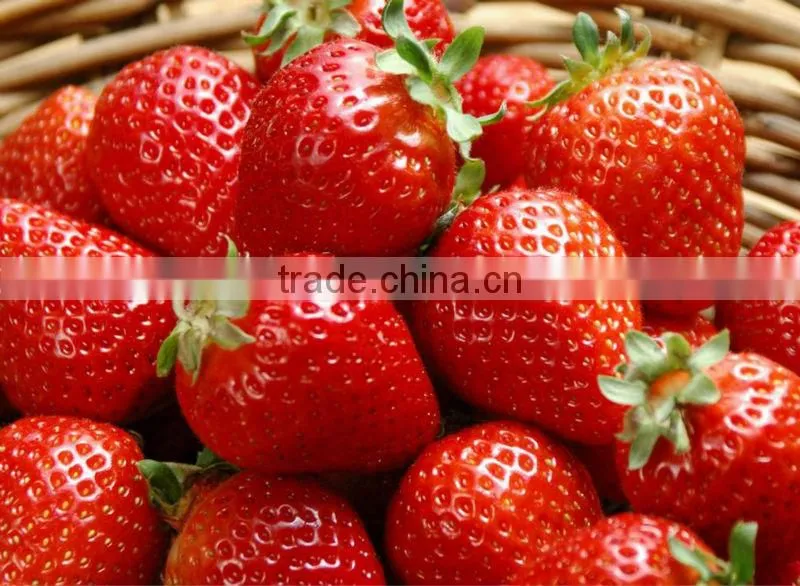 stainless steel strawberry jam making machine