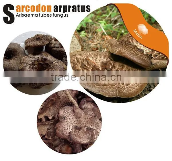 Dried Sarcodon Imbricatus Mushroom