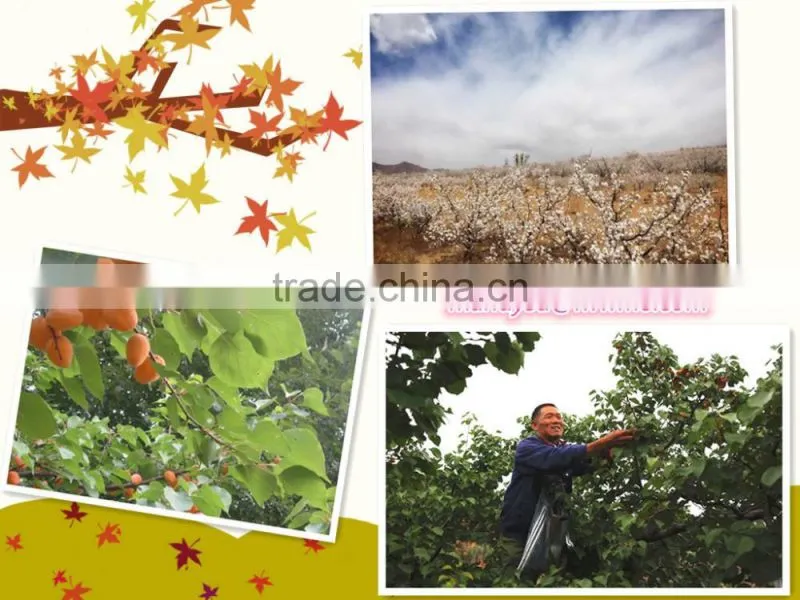wholesale price roasted apricot kernel