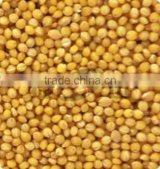 Best selling millet sorting machine, millet color sorter with factory price
