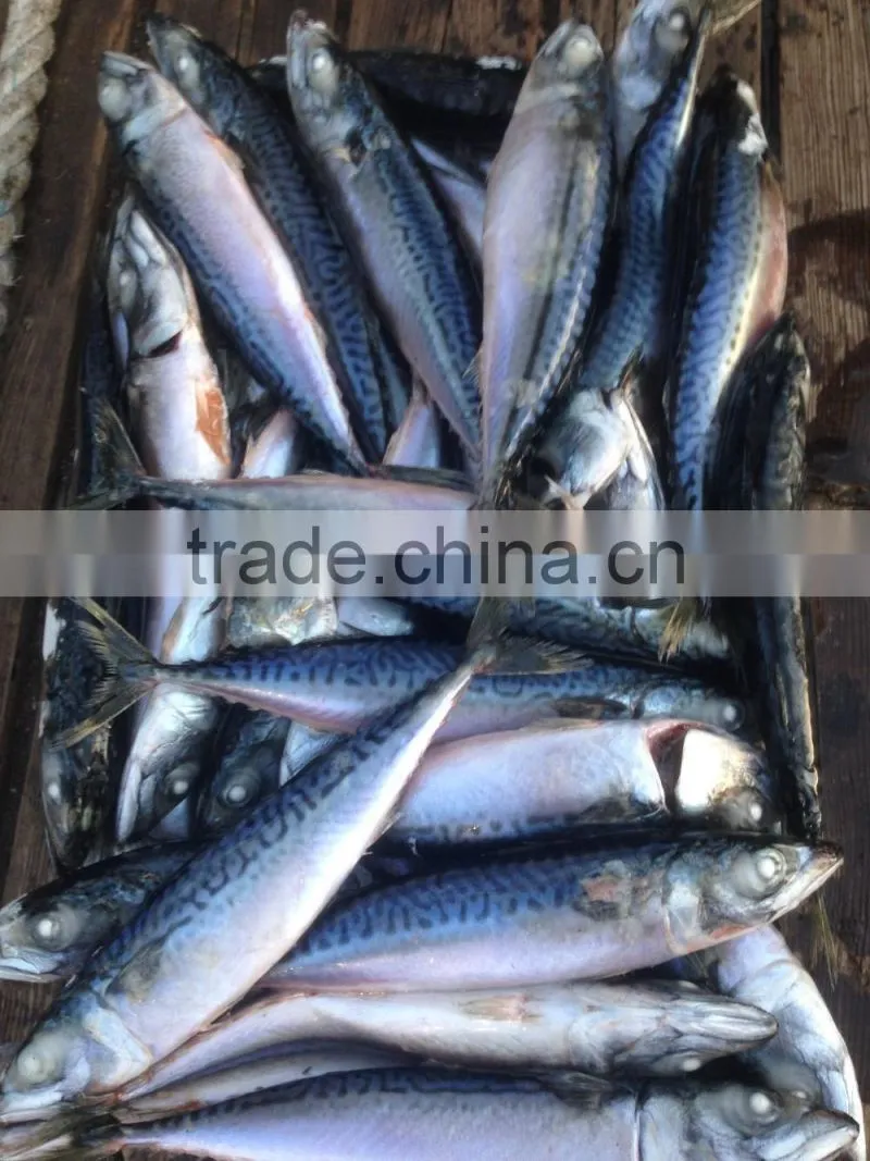 BQF 200-300g whole round seafrozen pacific mackerel