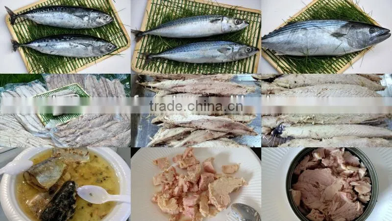 Frozen horse mackerel whole round