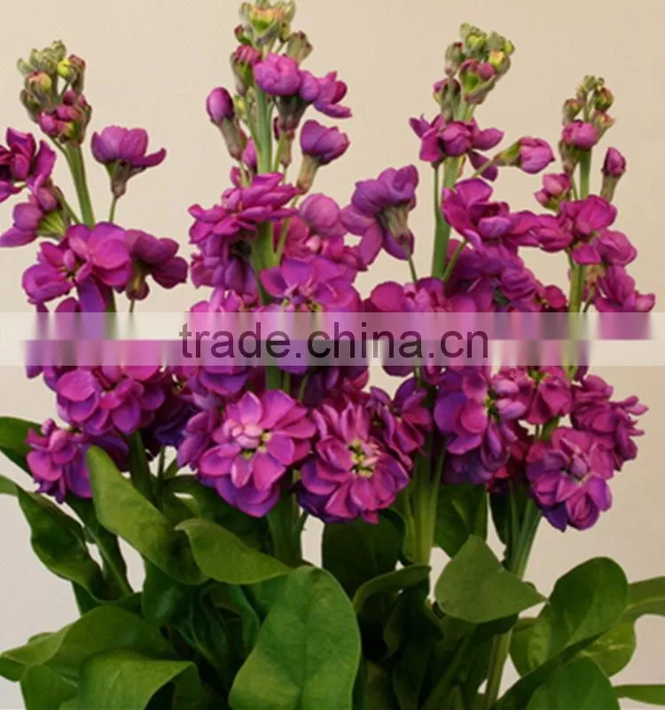 Love theme top sell best level purple violets