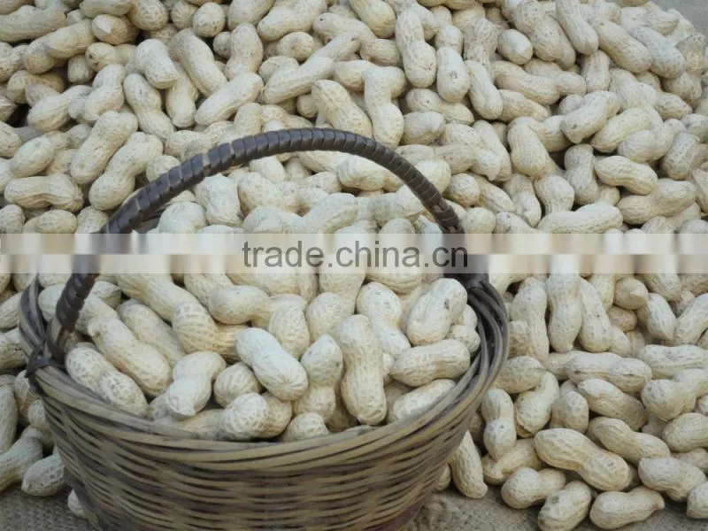 chinese best selling products new wholesale peanuts in shell