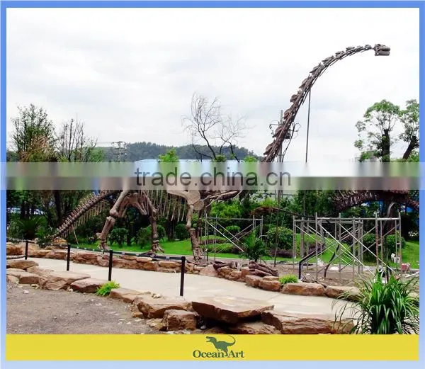 Museum exhibition dinosaur skeleton fiberglass fossil replica