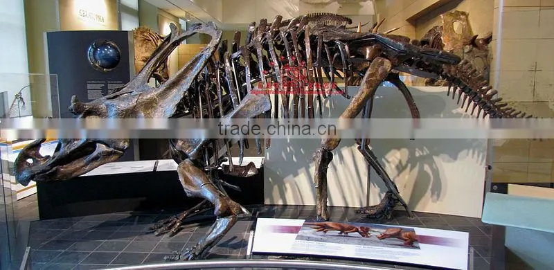 Dinosaur Skeleton Fossil Model Of Chasmosaurus