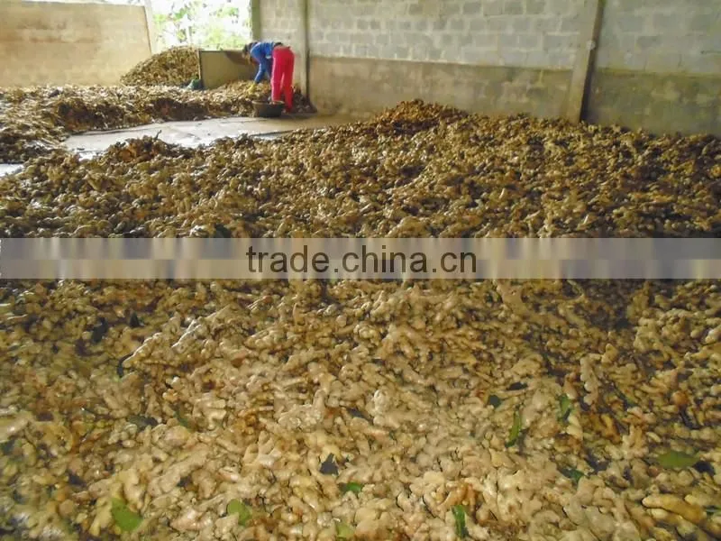 High Quality fresh black Ginger