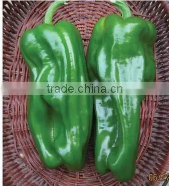 Hybrid Green Bell pepper seeds for growing-PS012