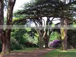 100% Natural & Pure Cedar Wood Oil (China) / Manufacturer / Supplier / Exporter