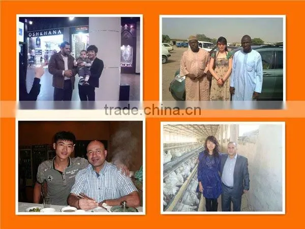 layer poultry rearing cages for Nigeria/Africa