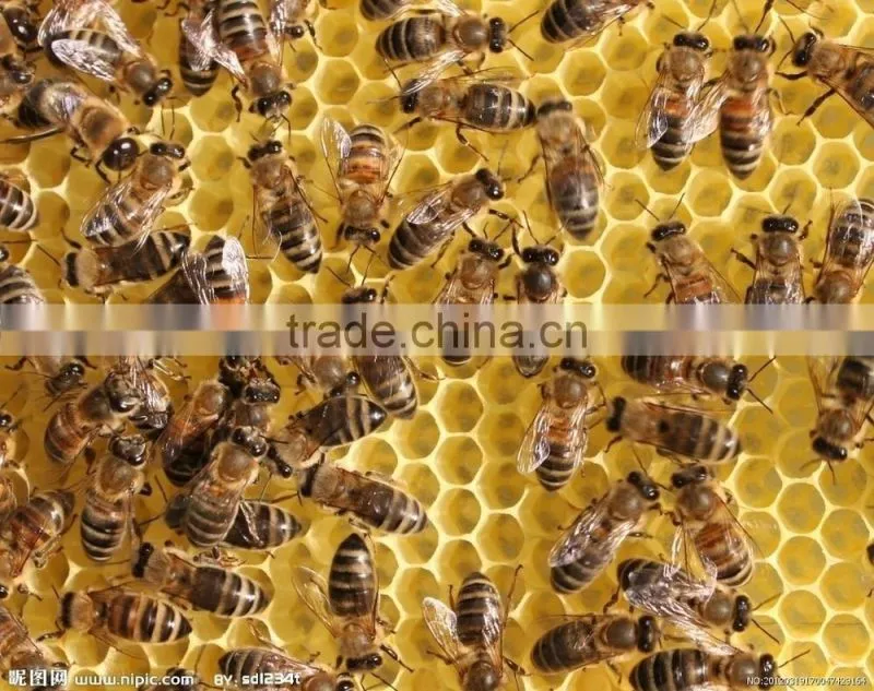 Pure wild earth honey in bulk or bottle packing