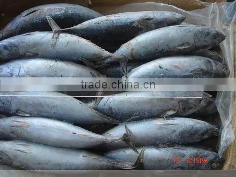 Sarda chiliensis - Eastern Pacific bonito 1000g+