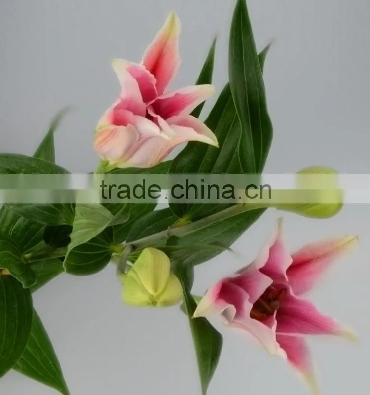 New sorbonne export lilies fresh cut flowers