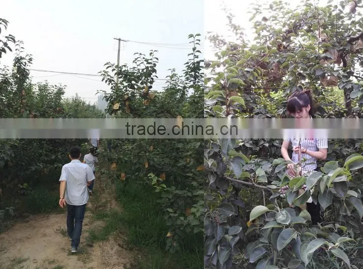 Huangguan Pear/ Crown pear / Golden pear