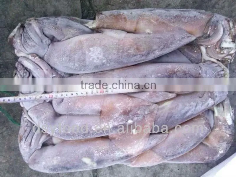 (squid tube squid wings) frozen illex squid