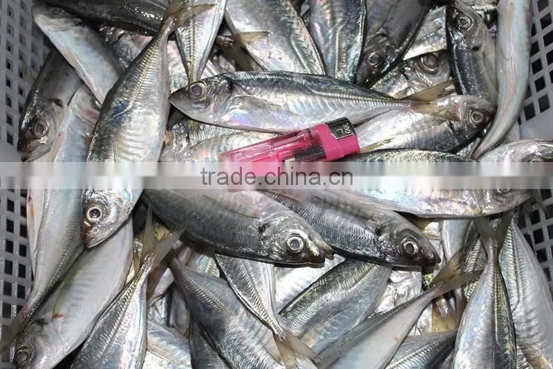 Horse Mackerel Variety And Fish Category Horse Mackerel