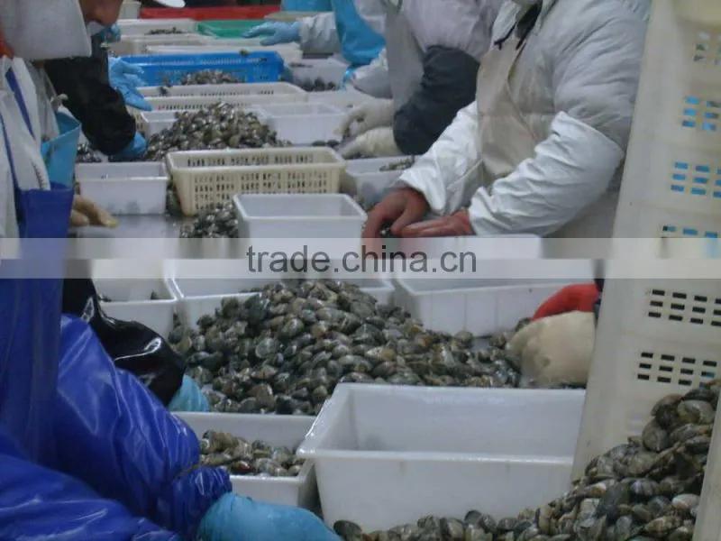 Multi-Language Sites Frozen short neck clam with shell Frozen short neck clam with shell Frozen short neck clam with shell Froz