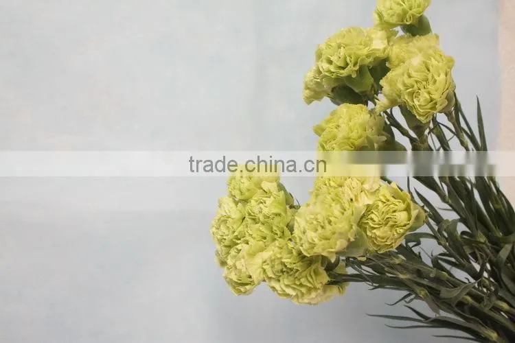Various hot-sale fresh flower of green carnation flower