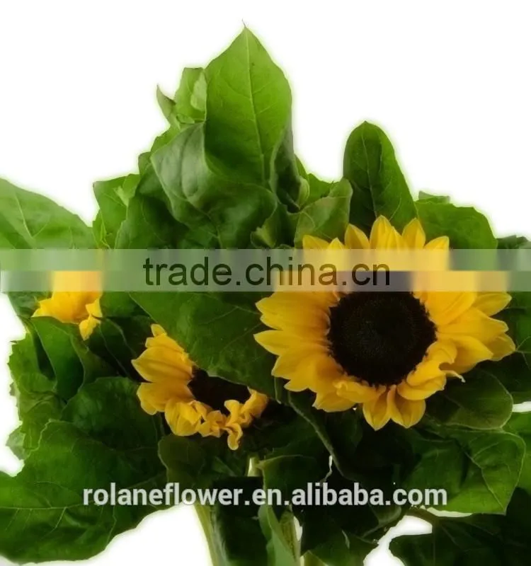 Wholesale 2016 High Quality Peonies Cut Flowers Colorful Sunflower From Sunshine Yunnan