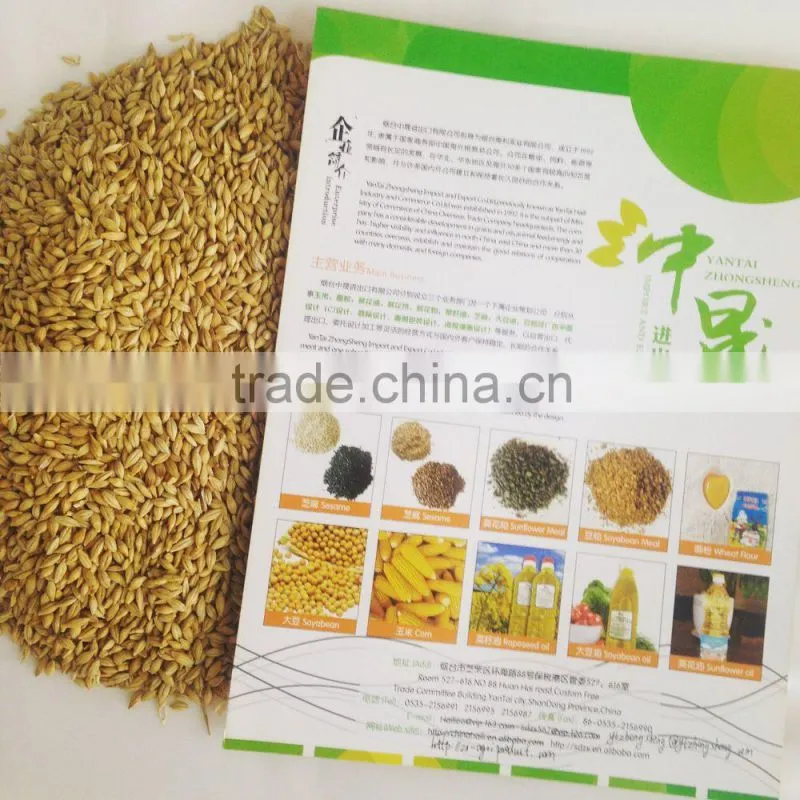 hot beer barley in summer,origin Australia