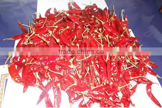 Export quality S-17 Stemless Teja chilly.