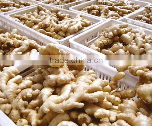 market price for ginger