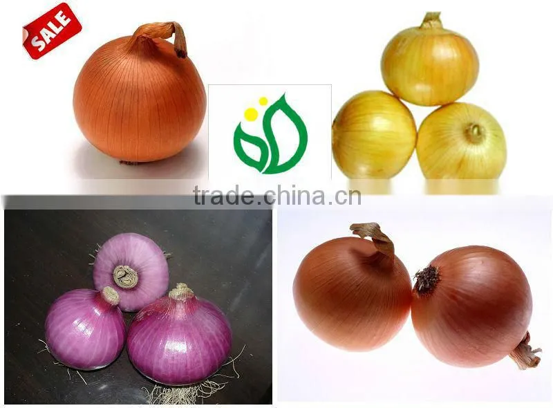 Fresh Small Onion ( low price)