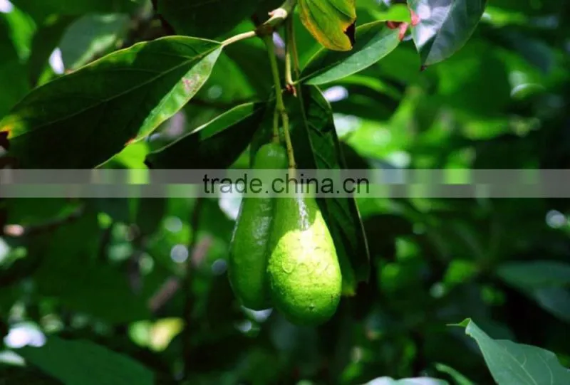 avocado tree seedling