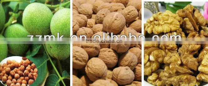 New Design and High Yield!! walnut sheller/shelling machine/walnut cracker and sheller