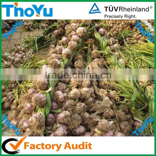 Fast speed fresh garlic root cutting machine/fresh garlic tail cutter(SMS:0086-15837162163)